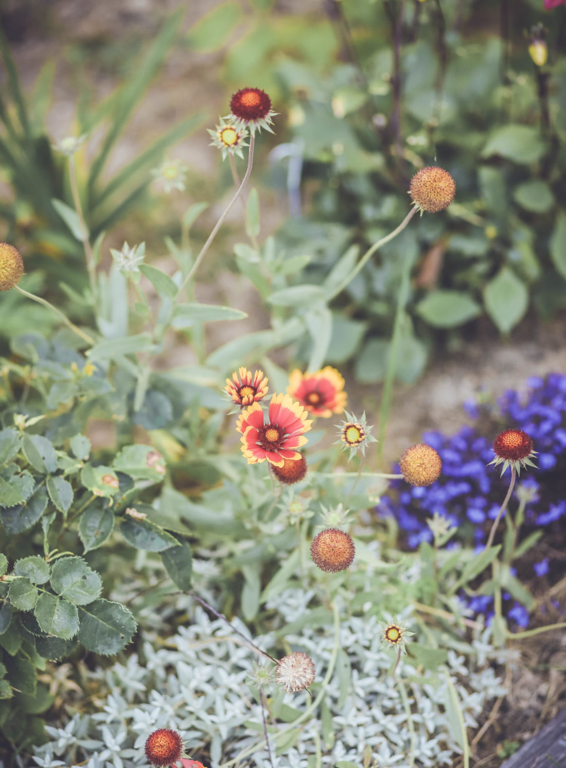 photo du jardin avec gaillardes, géraniums vivaces...