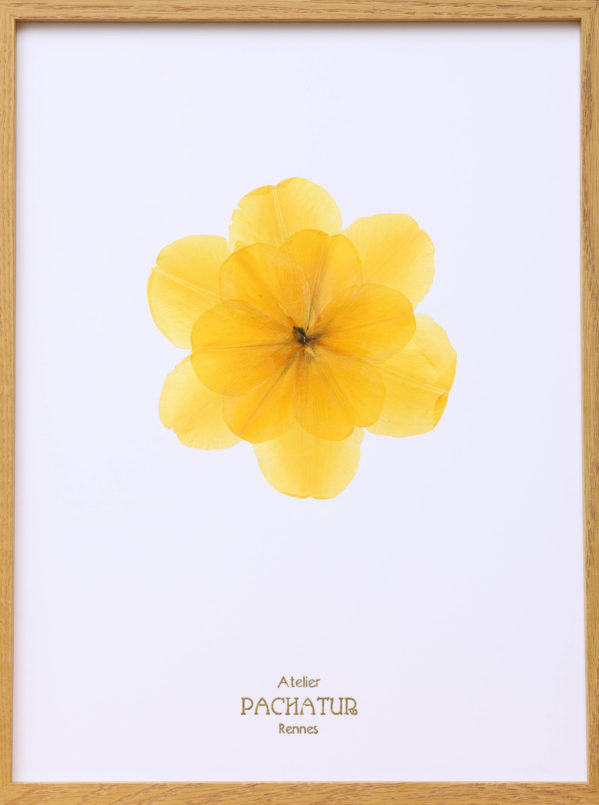 herbier composé de pétales de tulipes jaunes reconstituant une fleur - cadre 30X40 en bois clair